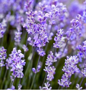 Close up of lavender flowers