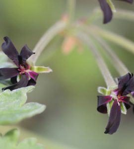 Close up of pelargonium flowers