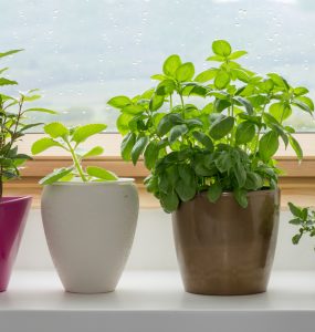 PLants in plant pots on a window sill