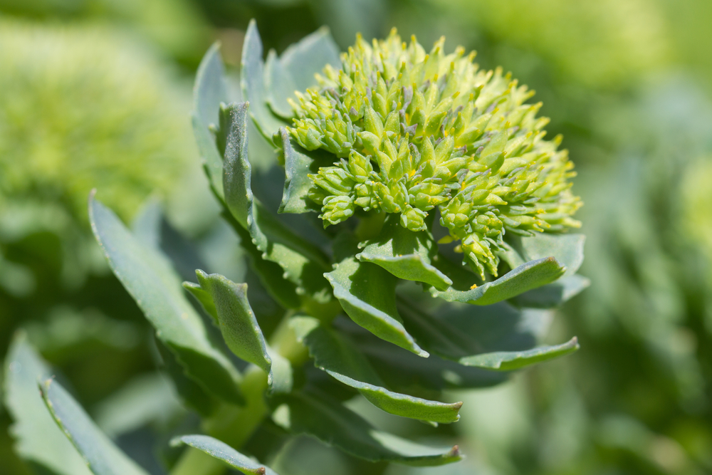Close up of the rhodiola plant