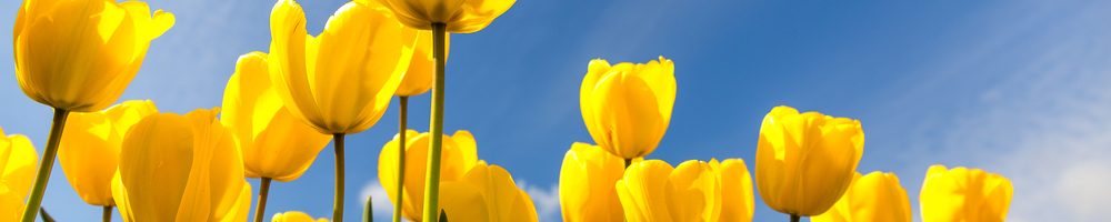 Close up of yellow tulips against a blue sky