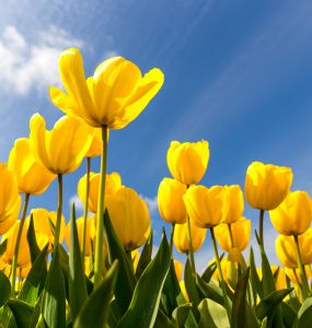 Close up of yellow tulips against a blue sky
