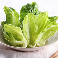 cos lettuce