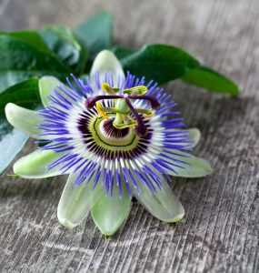 The Passion flower