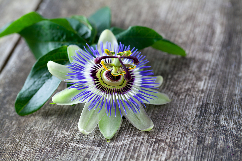 The Passion flower