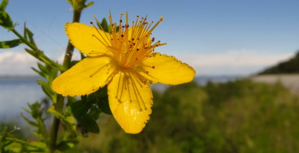 ST John's Wort flower with bright blue sky background