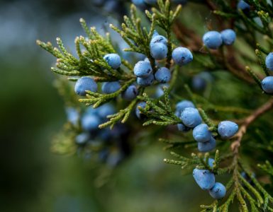 A picture of juniper berries