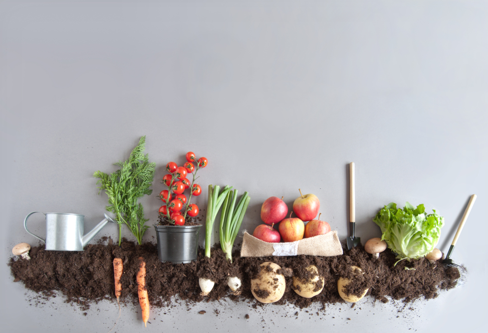A range of fruits and vegetables on soil to represent organic food