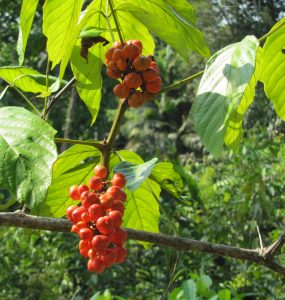 Guarana fruit and tree