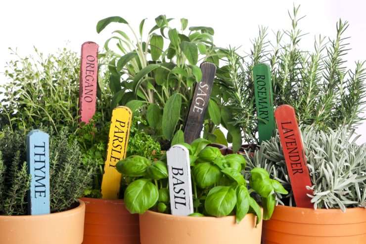 A selection of potted kitchen herbs