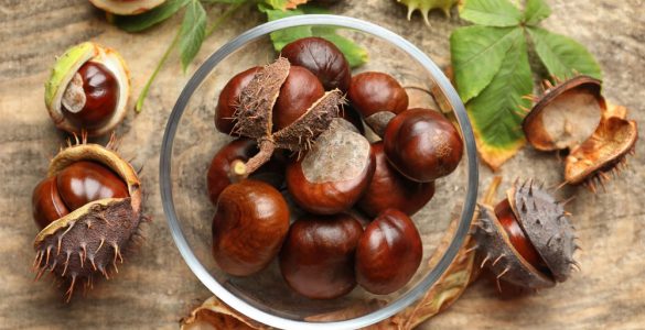 A bowl of horse chestnuts