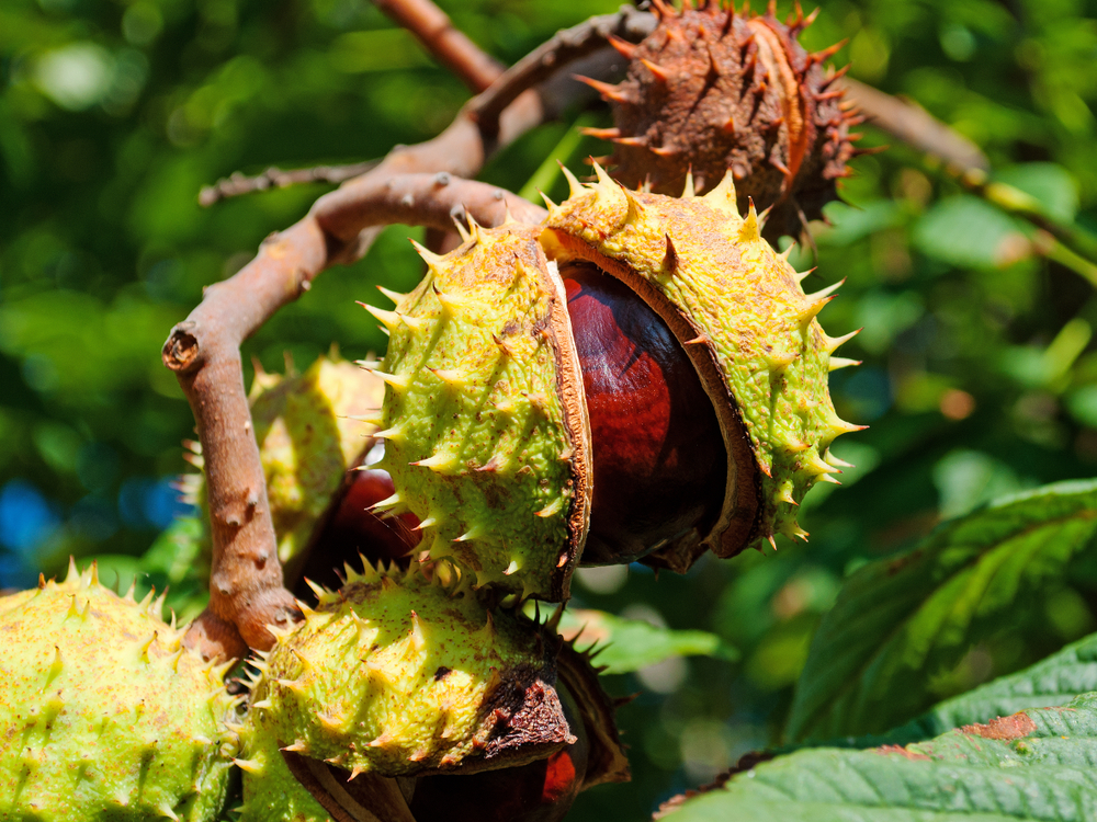 Close up of horse chestnuts on a tree
