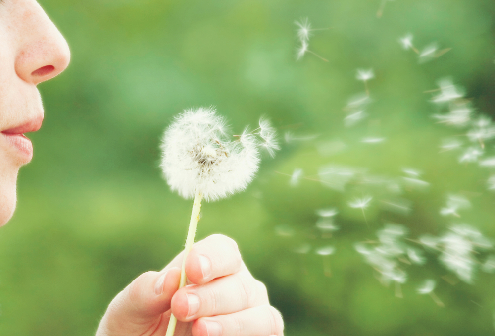 Close up of woman blowing a dandilion to represent hay fever